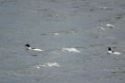 Filename=goosander_011207a.jpg
Filesize=125KB
Dimensions=800x536
Date added=Nov 04, 2008 goosander_011207a.jpg