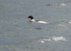 goosander_011207aa.jpg