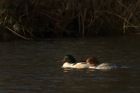 goosander_020114z10.jpg