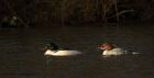 goosander_020114z13.jpg