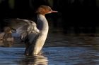 goosander_111212a.jpg