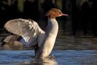 goosander_111212bb.jpg