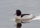 Filename=goosander_130209b.jpg
Filesize=139KB
Dimensions=800x572
Date added=Feb 14, 2009 goosander_130209b.jpg
