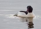 goosander_130209e.jpg