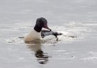 goosander_130209f.jpg