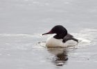 goosander_130209g.jpg