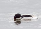 goosander_130209h.jpg