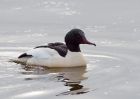 goosander_130209j.jpg