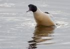 goosander_130209k.jpg