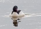 goosander_130209n.jpg