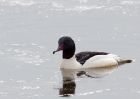 goosander_130209o.jpg