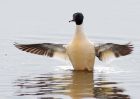 goosander_130209r.jpg