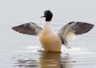 goosander_130209s.jpg