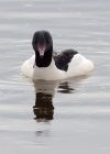 goosander_130209t.jpg