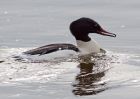 goosander_130209u.jpg