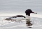 goosander_130209v.jpg