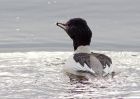 goosander_130209w.jpg