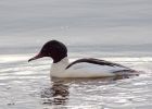 goosander_130209x.jpg