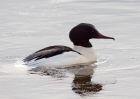 goosander_130209z.jpg