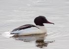 goosander_130209za.jpg