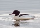 goosander_130209zb.jpg