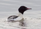 goosander_130209zd.jpg