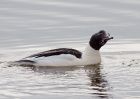 goosander_130209ze.jpg