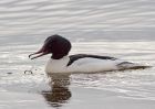 goosander_130209zg.jpg