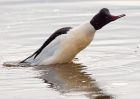 goosander_130209zj.jpg