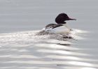 goosander_130209zk.jpg