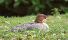 goosander_131011a.jpg