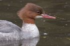 goosander_200911b.jpg