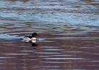 goosander_210111a.jpg