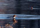 goosander_210111b.jpg