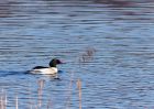 Filename=goosander_210111c.jpg
Filesize=199KB
Dimensions=1000x714
Date added=Jan 23, 2011 goosander_210111c.jpg