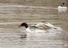 Filename=goosander_250208a.jpg
Filesize=168KB
Dimensions=800x574
Date added=Nov 14, 2008 goosander_250208a.jpg