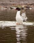 Filename=goosander_250208d.jpg
Filesize=175KB
Dimensions=637x800
Date added=Nov 14, 2008 goosander_250208d.jpg