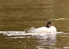 Filename=goosander_250208e.jpg
Filesize=161KB
Dimensions=800x574
Date added=Nov 14, 2008 goosander_250208e.jpg