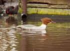 Filename=goosander_250208h.jpg
Filesize=180KB
Dimensions=850x620
Date added=Nov 14, 2008 goosander_250208h.jpg