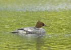 Filename=goosander_260607a.jpg
Filesize=187KB
Dimensions=830x587
Date added=Nov 14, 2008 goosander_260607a.jpg
