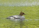 goosander_260607a.jpg