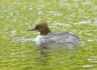 Filename=goosander_260607b.jpg
Filesize=180KB
Dimensions=830x603
Date added=Nov 14, 2008 goosander_260607b.jpg