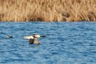 goosander_271215a.jpg