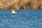 goosander_271215d.jpg