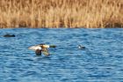 goosander_271215e.jpg