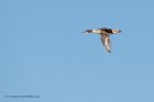 goosander_281112a.jpg