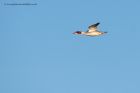 goosander_281112b.jpg