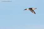 goosander_281112d.jpg