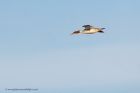 goosander_281112e.jpg