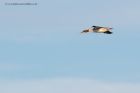 goosander_281112f.jpg